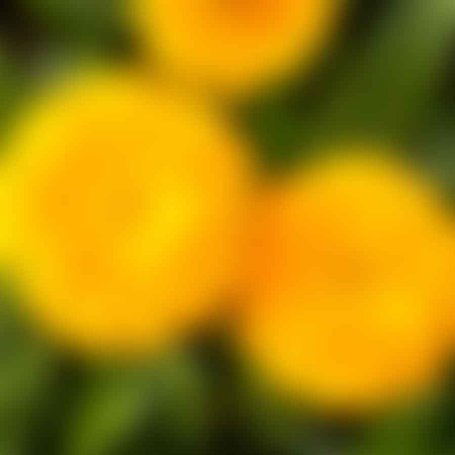 yellow calendula flowers