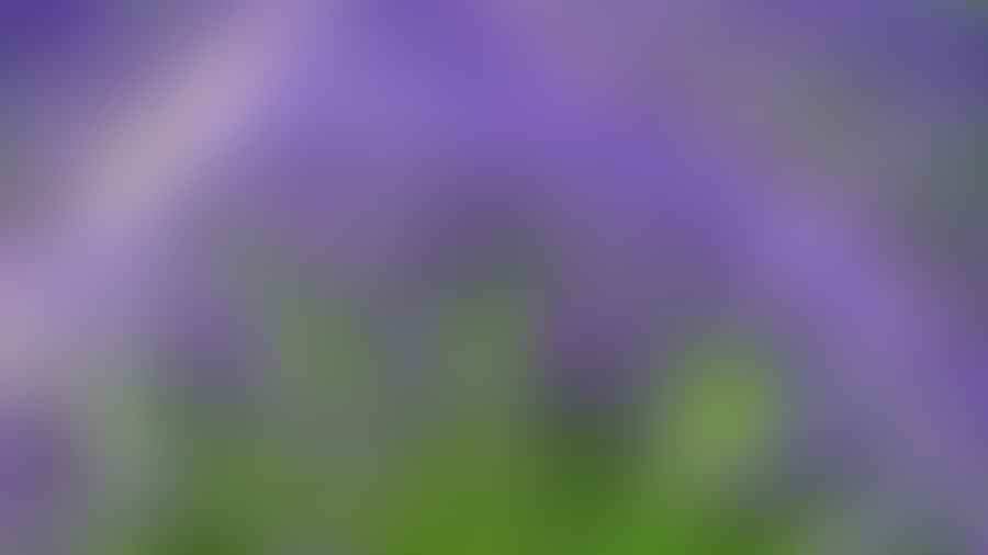 beautiful lavender flowers in a garden