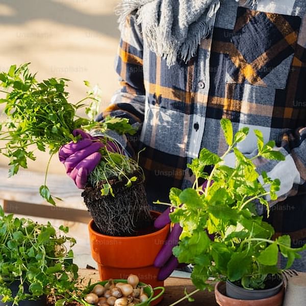A Beginner's Guide to Companion Planting with Herbs for a Flavorful Garden
