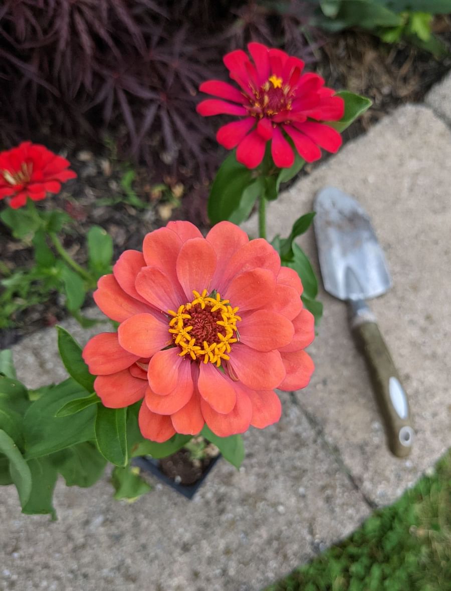 colorful zinnia garden color schemes