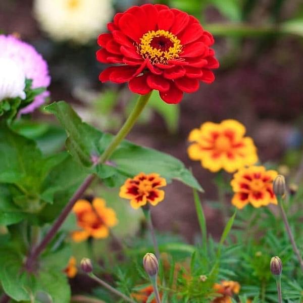 A Colorful Combo: Companion Plants for Zinnias to Brighten Up Your Garden