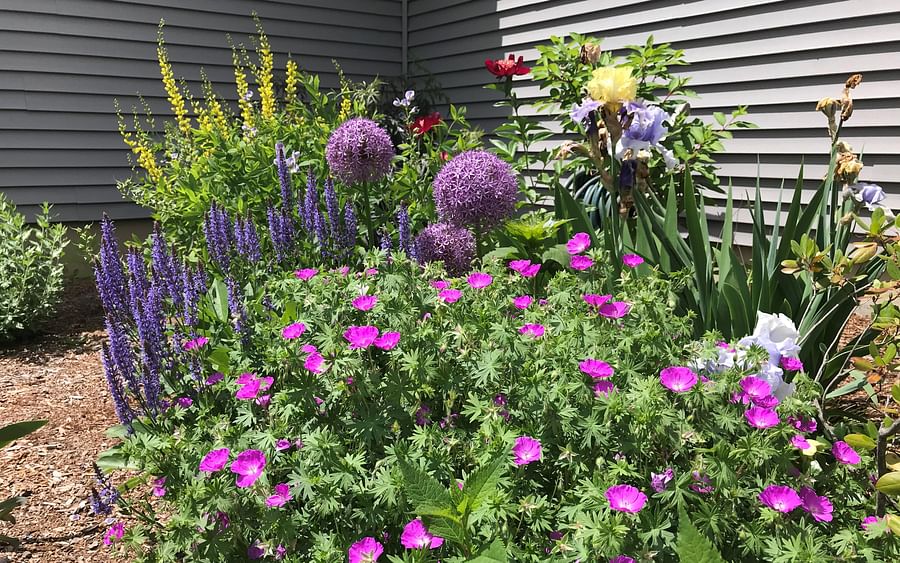 zinnias and sunflowers providing shade for companion plants