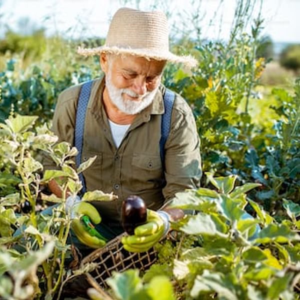 A Comprehensive Companion Planting Chart for a Thriving Garden