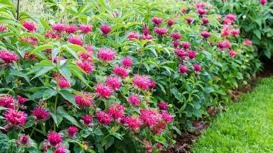 Vibrant bee balm plant blooming in a well-maintained garden