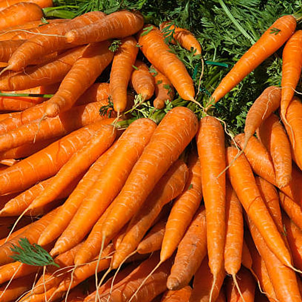 Carrots and Their Companions: A Guide to Successful Root Vegetable Gardening