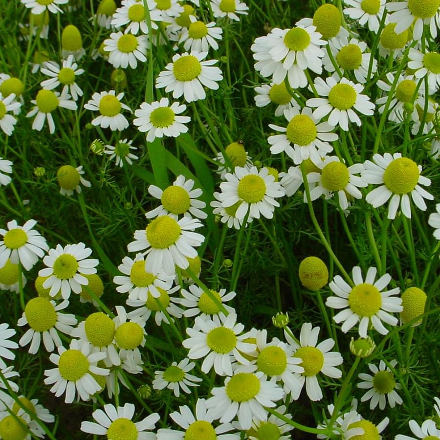 A vibrant Chamomile plant in full bloom in a serene garden