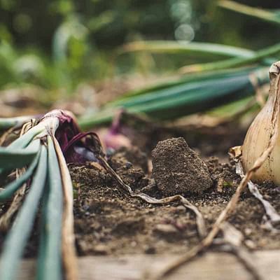Companion Planting with Onions: Enhancing Flavors and Repelling Pests