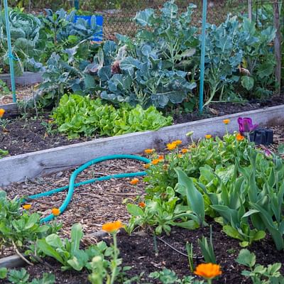 Elevate Your Edible Garden: Companion Planting with Sunflowers and Eggplants