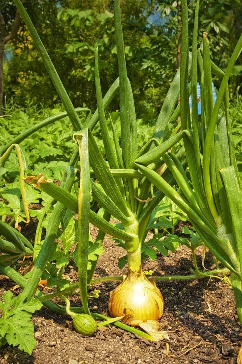 onion basil companion planting pest control