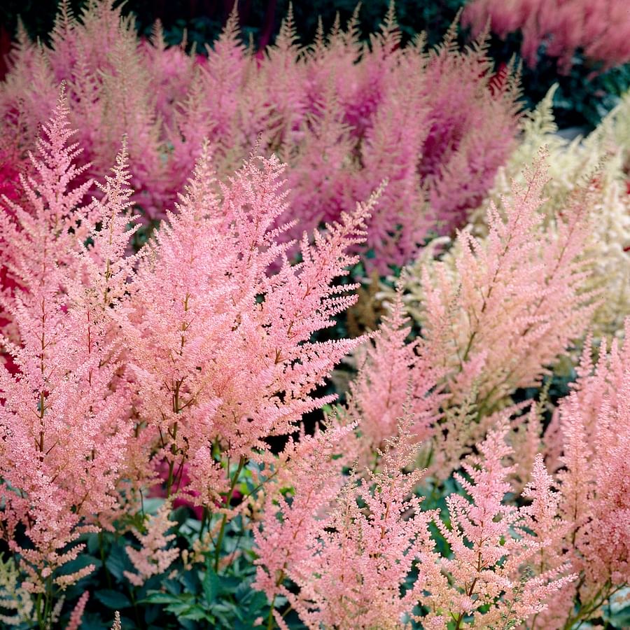 Astilbe flowers in a garden