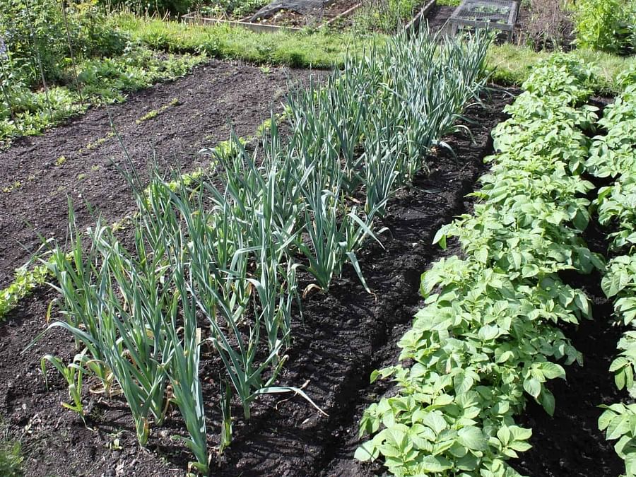 onion and basil garden layout