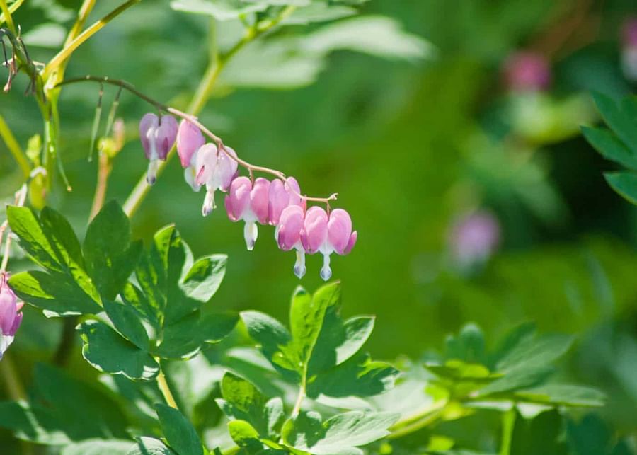 perennial flowers for onion basil companion planting Astilbe Bleeding Heart Hostas Hellebores Ferns