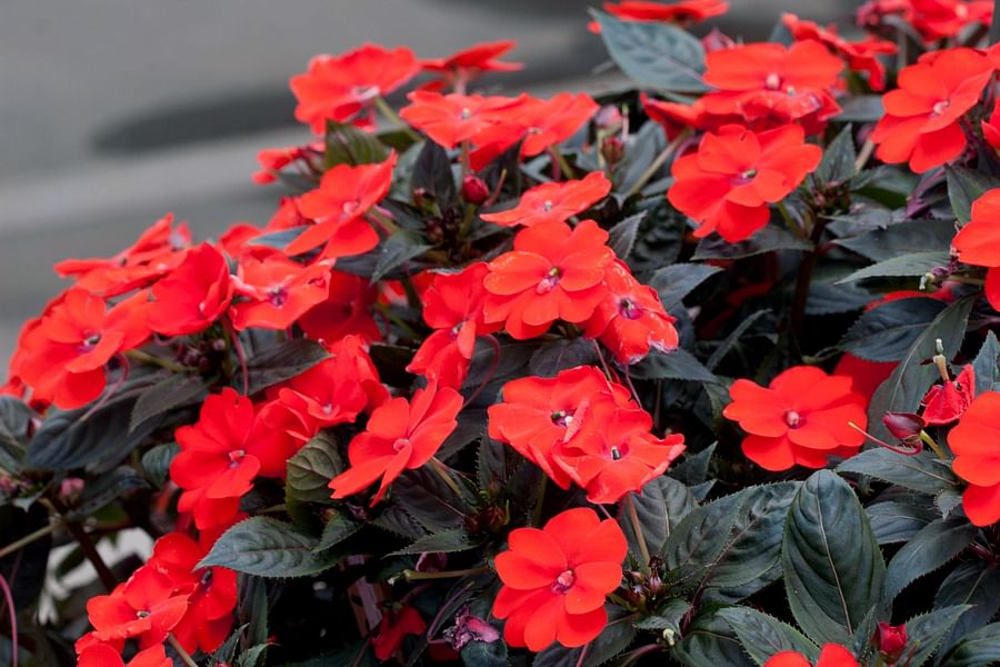 impatiens flowers in multiple colors