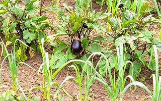 Harvesting the Benefits of Companion Planting with Herbs and Vegetables