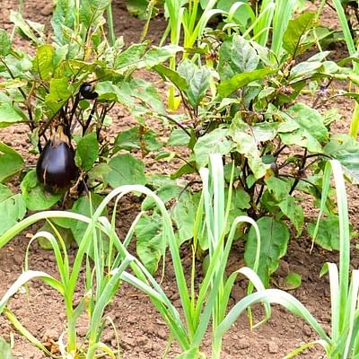 Harvesting the Benefits of Companion Planting with Herbs and Vegetables