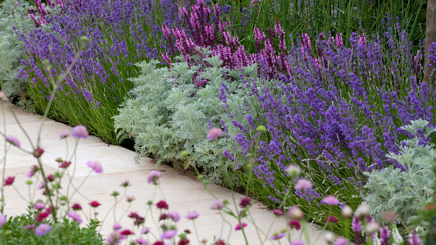 Soothing and tranquil garden filled with thriving lavender plants