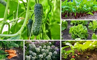 Mastering Companion Planting with Cucumbers for a Prolific Harvest