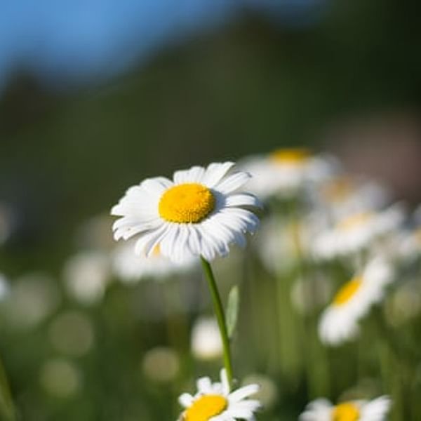 Maximizing Your Chamomile Garden: Top Companion Plants to Consider