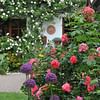 Roses in Harmony: Choosing the Ideal Companion Plants for a Stunning Garden