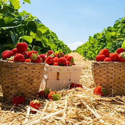 Strawberry Fields Forever: How Companion Planting Enhances Your Berry Patch