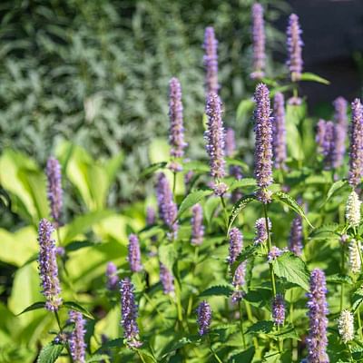 The Perfect Pairings for Bellflower: Companion Plants That Complement and Protect