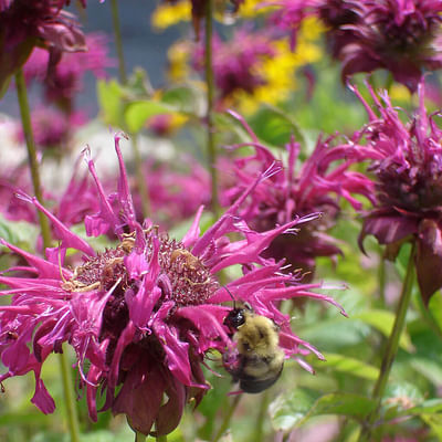 The Power of Pollinators: Attracting Bees with Bee Balm Companion Plants