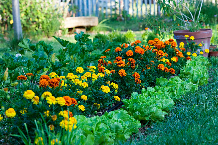 A vibrant garden filled with marigolds and other plants