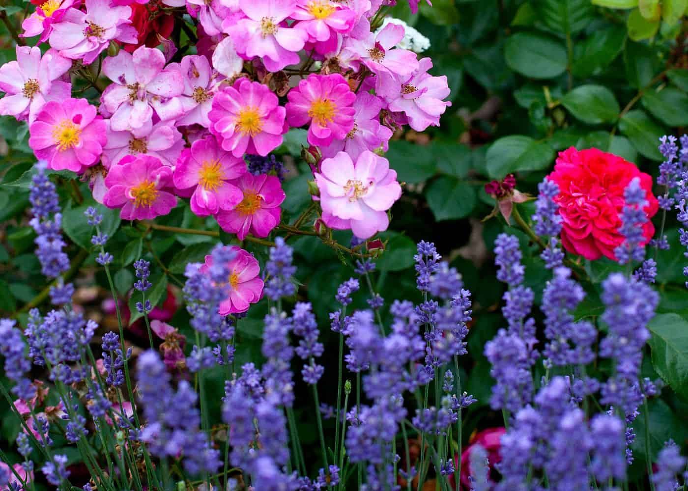 companion plants with lavender including rosemary, thyme, sage, and marigolds in a garden