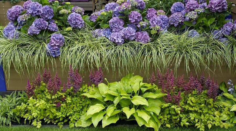 lavender plant providing shade to smaller plants