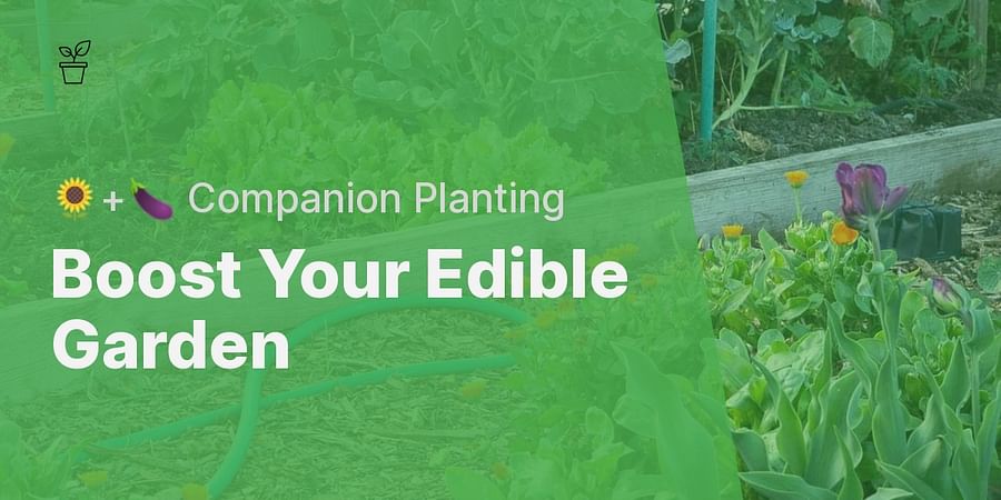 Boost Your Edible Garden - 🌻+🍆 Companion Planting