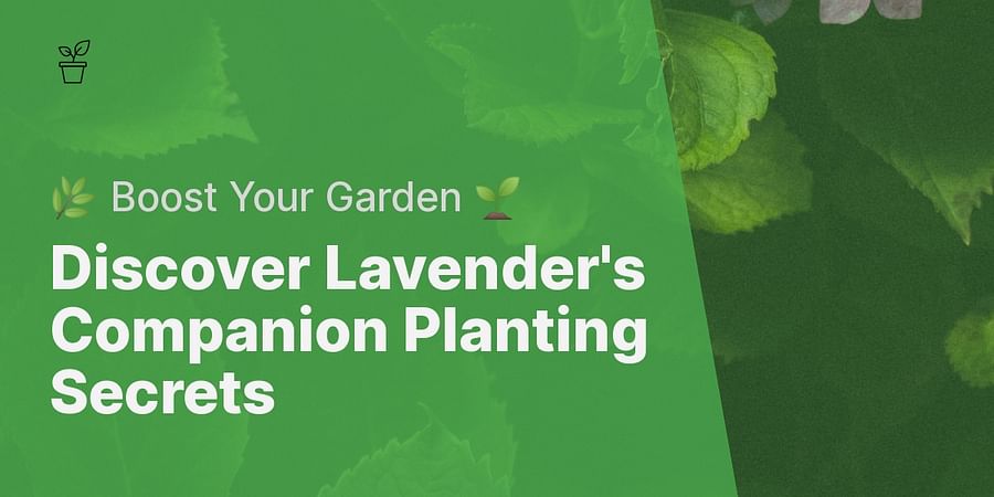 Discover Lavender's Companion Planting Secrets - 🌿 Boost Your Garden 🌱