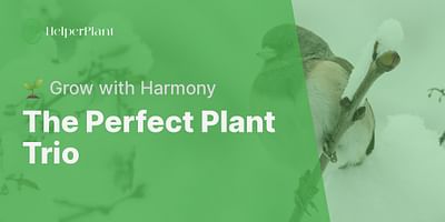 The Perfect Plant Trio - 🌱 Grow with Harmony