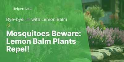 Mosquitoes Beware: Lemon Balm Plants Repel! - Bye-bye 🦟 with Lemon Balm 🌿