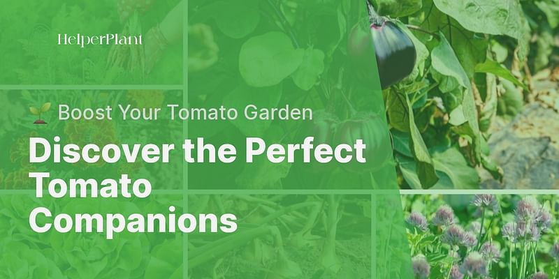 Discover the Perfect Tomato Companions - 🌱 Boost Your Tomato Garden