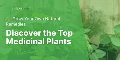 Discover the Top Medicinal Plants - 🌿 Grow Your Own Natural Remedies