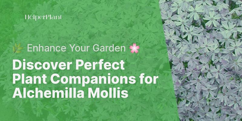 Discover Perfect Plant Companions for Alchemilla Mollis - 🌿 Enhance Your Garden 🌸