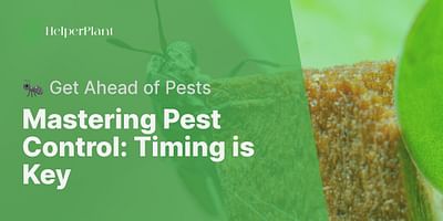 Mastering Pest Control: Timing is Key - 🐜 Get Ahead of Pests