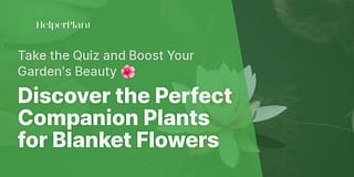 Discover the Perfect Companion Plants for Blanket Flowers - Take the Quiz and Boost Your Garden's Beauty 🌺