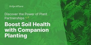 Boost Soil Health with Companion Planting - Discover the Power of Plant Partnerships 🌱