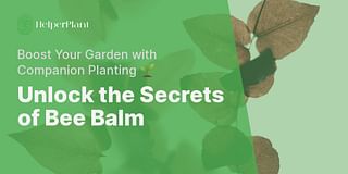 Unlock the Secrets of Bee Balm - Boost Your Garden with Companion Planting 🌱