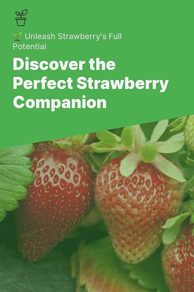Discover the Perfect Strawberry Companion - 🌱 Unleash Strawberry's Full Potential