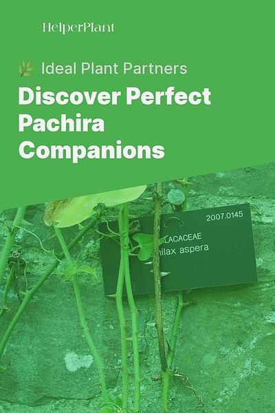 Discover Perfect Pachira Companions - 🌿 Ideal Plant Partners