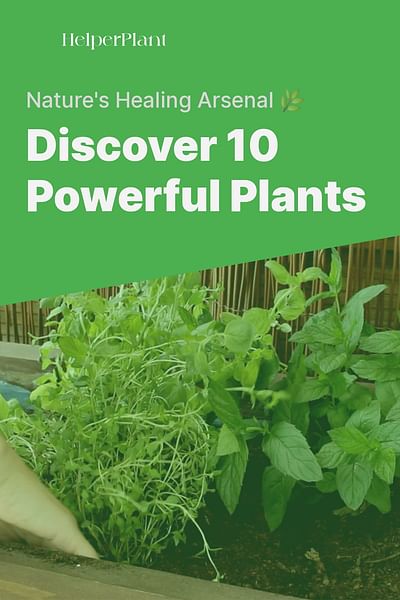 Discover 10 Powerful Plants - Nature's Healing Arsenal 🌿