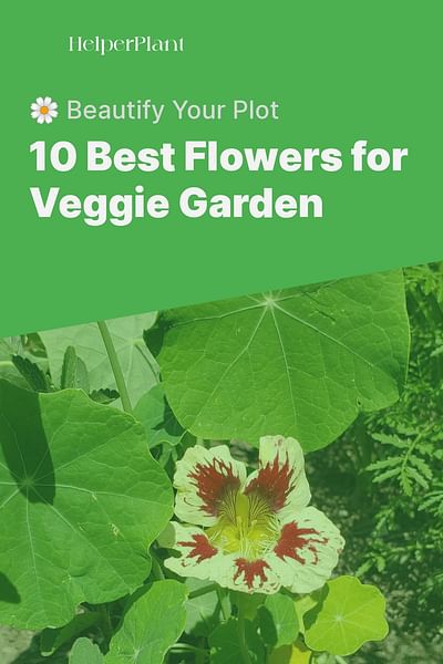 10 Best Flowers for Veggie Garden - 🌼 Beautify Your Plot