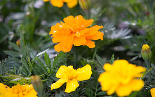 Are marigolds and sunflowers good companions in the garden?