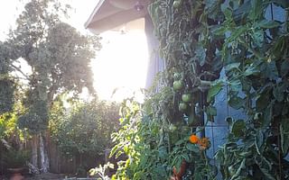 Are winter and summer squashes compatible in a vegetable garden?