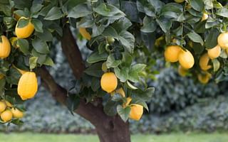 Can I grow a lemon tree from a seed?