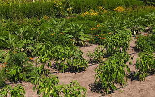 Do I need to follow companion planting tips in my garden?