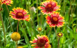 What are some recommended flowers for a companion planting flower garden?