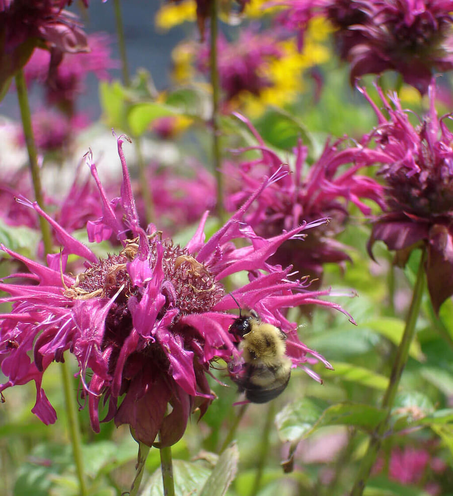 Bee balm plant in full bloom attracting bees and butterflies